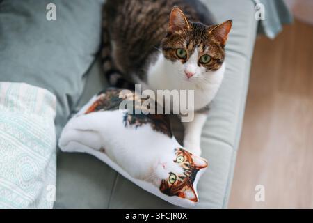 Gatto tigrato e bianco curioso seduto accanto a un cuscino decorativo stampato con il suo ritratto su un comodo divano a casa. Foto Stock