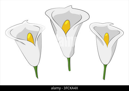Set di boccioli di calla. Raccolta di teste di fiori bianchi disegnati a mano con pistilli gialli. Elegante bouquet nuziale. Arte a colori semplice con contorno a matita. Fl Illustrazione Vettoriale
