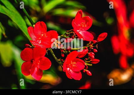 Fiori di Jatropha rossi colorati Jatropha integerrima Waikiki Honolulu Hawaii. Originario di Cuba. Alle Hawaii l’arbusto diventa un albero. Foto Stock