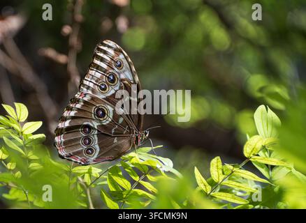 Farfalla Morpho blu (Morpho menelaus) che riposa su foglie in un ambiente tropicale. Vista della parte inferiore delle ali. Foto Stock