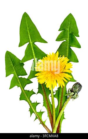Piante di tarassaco. Fiore con foglie su sfondo bianco. Erbe. Fiore selvatico. Foto Stock