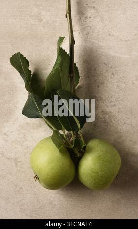 Natura morta con mele. Due mele verdi attaccate a un ramo con foglie su uno sfondo grigio screziato. Foto Stock