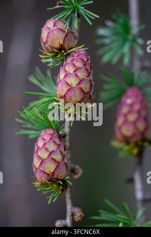 I giovani coni femminili magenta della larice europea (Larix decidua) emergono tra aghi verdi e morbidi in primavera. Foto Stock