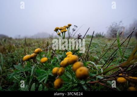 Fiori di tanaceto gialli avvolti in ragnatele coperte di rugiada in una nebbiosa mattina d'autunno, perfetti per concetti di natura e stagionali. Foto Stock