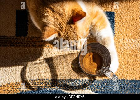Vista ad angolo alto di un gatto zenzero sdraiato accanto a una tazza trasparente piena di granelli di caffè istantaneo sotto una luce calda e luminosa all'interno. Foto Stock