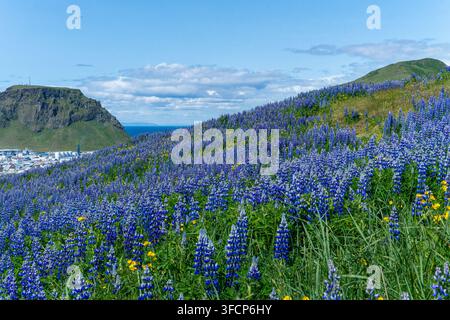 Una collina vivace ricoperta di fiori di lupino blu e viola in fiore, con una vista lontana sull'oceano e sulla città a Vestmannaeyjar, Islanda. Foto Stock