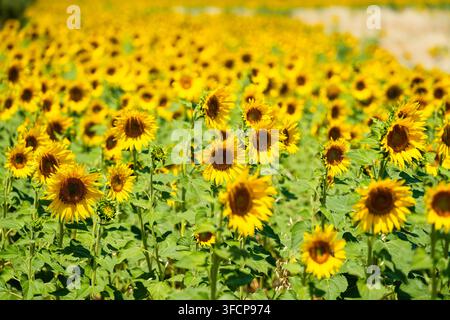 Campo di girasoli vivace in piena fioritura sotto la luce brillante del sole estivo Foto Stock