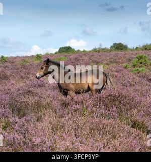 Un puledro tra l’erica viola Foto Stock
