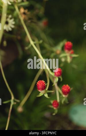 Piccoli fiori rossi di gomfrena a forma di fragola in un giardino Foto Stock