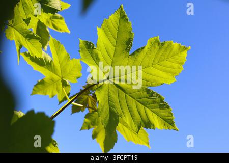 Vibranti foglie di acero verde contro un cielo blu limpido Foto Stock