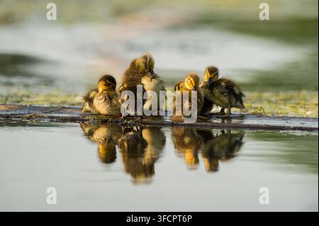Anatroccoli di tacchino che riposano su un tronco con riflessi nello stagno Foto Stock
