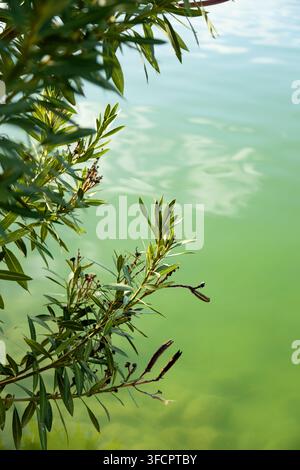 Foglie di alberi che pendono su acque verdi e calme Foto Stock