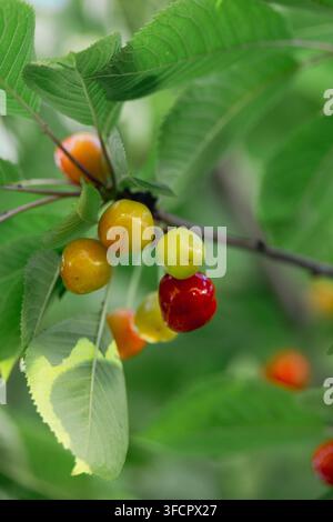 Ciliegie che maturano appese a un ramo in un frutteto Foto Stock