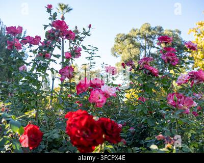 Rosse rosa e rosse lussureggianti in fiore in un giardino soleggiato Foto Stock