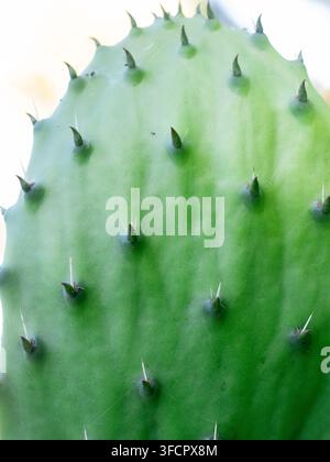 Estremo primo piano di un pad di fico d'India verde Foto Stock