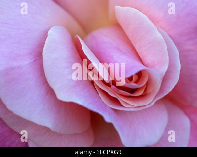 Petali di rosa morbidi e delicati che si dispiegano Foto Stock