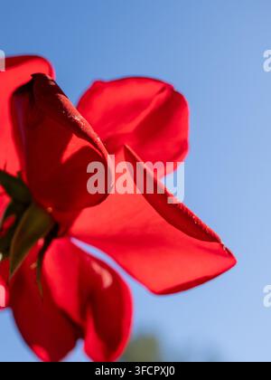 Primo piano di una rosa rossa vibrante contro il cielo blu Foto Stock