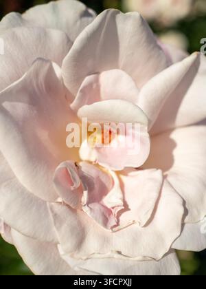 Delicata rosa pallida che fiorisce alla luce del sole brillante Foto Stock