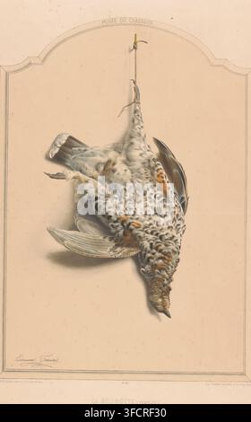 La geaiola (femmina), Femmina di geaiola morta (Bonasia bonasia) appesa per una zampa, Museo del cacciatore, Musée du chasseur, stampa, Numero di serie, 16, stampatore: Edouard Traviès, stampatore (persona): François Delarue, Parigi, 1851 - 1870, stampatore, stampatore (persona), carta, litografia a colori, altezza 680 mm x larghezza 505 mm, uccelli, caccia agli uccelli., Un'illustrazione dettagliata di un uccello appeso a testa in giù da una sottile corda verticale attaccata a un piccolo gancio in cima, l'uccello mostrato con gli occhi chiusi e il becco rivolto verso il basso, il suo piumaggio reso in marroni morbidi, creme e grigi con Foto Stock