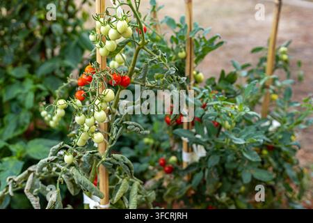 Pomodorini che maturano su piante da giardino appoggiate a sostegni. Grappoli di pomodorini verdi e rossi crescono su rampicanti da giardino frondosi sostenuti da bambù Foto Stock