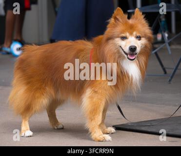 Un cane German Spitz (o mix Pomerania) soffice e marrone-rossastro in piedi su una superficie lastricata, che guarda la fotocamera con la bocca aperta Foto Stock