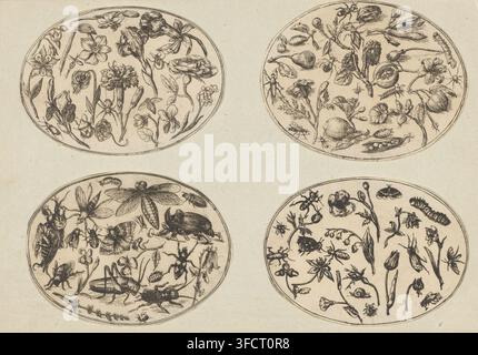 Fiori, insetti e ragno, Neues Frücht-vnd Blumenbüchlein. Allen Künstlern dienstlich., stampa ornamentale, insetti e ragno. Stampa di una serie di otto stampe raffiguranti fiori, frutti, noci, funghi e insetti., Norimberga, editore: Paul Fürst, 1650 - 1666, incisore, Bavaria, carta, incisione, altezza 80 mm x larghezza 110 mm, Neues Frücht-vnd Blumenbüchlein. Allen Künstlern dienstlich. Una delle sette stampe, inclusa la pagina del titolo, di una serie di otto rappresentazioni di fiori, funghi e insetti., Quattro cornici ovali sono disposte in un layout due per due su una carta invecchiata leggermente macchiata Foto Stock