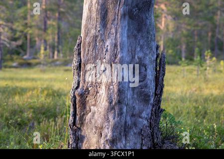 Pino Scozzese morto nella riserva naturale di Trillemarka-Rollagsfjell Foto Stock