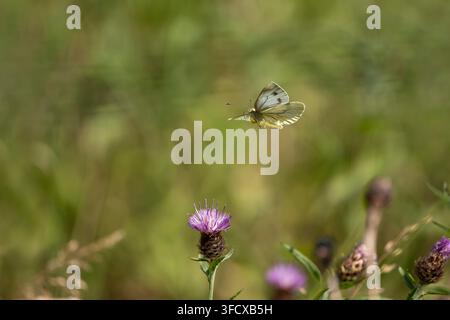 Pieris napi dal verde nervato, secondo individuo emergente che vola verso i fiori della centaurea per nutrirsi lungo il bordo di un campo, Nottinghamshire, Regno Unito, luglio Foto Stock