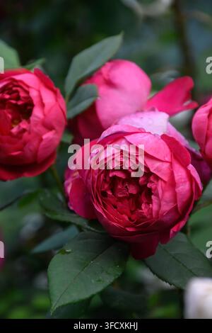 Vista ravvicinata di rose rosse vivaci in piena fioritura. Gocce di pioggia luccicano su foglie scure e petali dei fiori. Vista scenografica del giardino al tramonto. Foto Stock