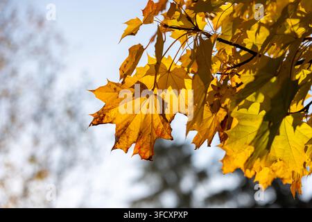 Foglie d'acero dorate retroilluminate pendono da un ramo, brillano nella luce autunnale del sole contro un cielo morbido e uno sfondo sfocato, evocando calore stagionale, cambiamento Foto Stock