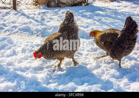 Due galline si trovano in un campo coperto di neve in una luminosa giornata invernale. Una gallina cerca nel neve mentre l'altra cammina nelle vicinanze, creando una scena rurale serena Foto Stock