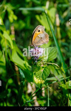 Un guardiano del cancello o farfalla marrone delle siepi (Pyronia tithonus) con ali chiuse su un fiore di menta acquatica (Mentha aquatica), Oxfordshire, Regno Unito in estate Foto Stock