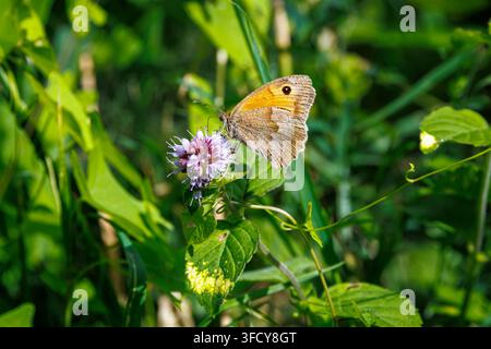 Un guardiano del cancello o farfalla marrone delle siepi (Pyronia tithonus) con ali chiuse su un fiore di menta acquatica (Mentha aquatica), Oxfordshire, Regno Unito in estate Foto Stock