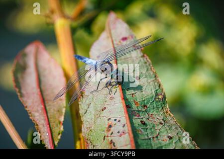 Una libellula Orthetrum cancellatum (libellula dalla coda nera) a riposo su una foglia mentre divora la sua preda, un piccolo coleottero, nell'Oxfordshire in estate Foto Stock