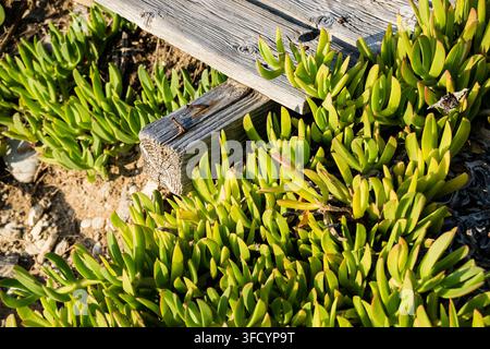Prima piano ad angolo alto di succulente piante di fico hottentotto di un verde vivace che crescono accanto a assi di legno consumate e terreno sabbioso. Foto Stock