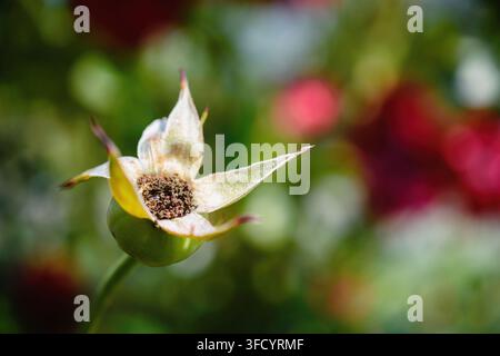 Colpo macro in primo piano di una capsula di semi di rosa canina verde con petali bianchi sbiaditi che circondano il centro in un ambiente naturale di giardino con sfondo sfocato e colorato Foto Stock