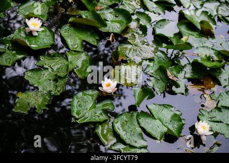 Prima piano ad angolo alto che cattura ninfee bianche che galleggiano su uno stagno scuro tra foglie verdi lussureggianti con gocce d'acqua sparse sul fogliame Foto Stock