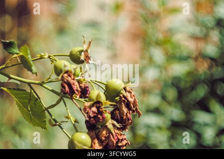 Primo piano di piccoli bacche di rosa verdi che si sviluppano su uno stelo sottile accanto a petali di fiori appassiti in un contesto di giardino naturale. Foto Stock