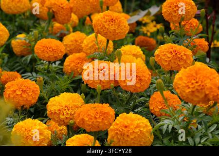 Tagete eretta arancione, girasole africano ‘Space Hopper’ in fiore. Foto Stock