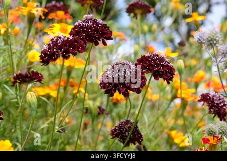 Scabiosa rosso marrone ‘Black Knight’ in fiore. Foto Stock