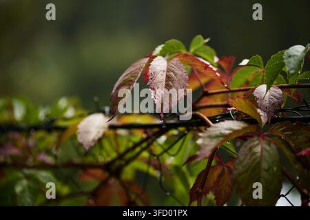 Ripresa ravvicinata di foglie autunnali colorate con delicate gocce d'acqua appoggiate su una recinzione di filo metallico durante una mattina autunnale umida e fredda nella natura. Foto Stock