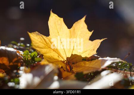 Cattura ravvicinata dettagliata di una vibrante foglia d'acero gialla che riposa delicatamente sul fogliame del bosco durante la stagione autunnale con una luce naturale soffusa e Foto Stock