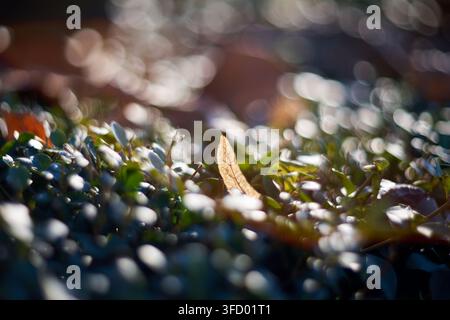 Primo piano di foglie autunnali cadute e vegetazione verde rigogliosa sul suolo del bosco, evidenziate da luce solare brillante e morbidi effetti di sfocatura bokeh. Foto Stock