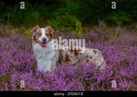 Pastore australiano / Aussie, razza americana di cane da pastore / pecora dagli Stati Uniti nella brughiera fiorita Foto Stock