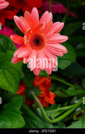 Fiore di gerbera daisies che cresce nel giardino Foto Stock