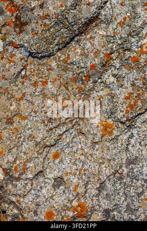 Una vista a tutto campo dettagliata cattura una superficie rocciosa irregolare adornata di licheni colorati. La pietra simile al granito presenta profonde fessure e una varietà di Foto Stock