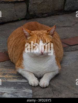 Gatto assonnato fulvo e bianco che riposa su un pavimento di pietra Foto Stock