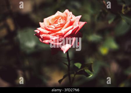 Un primo piano dettagliato di un unico fiore di rosa vibrante con petali delicati a strati, illuminato da una luce naturale soffusa all'aperto. Foto Stock