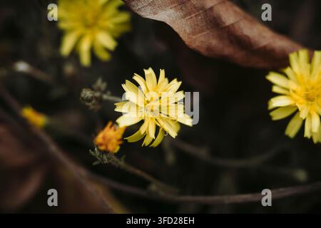 Colpo macro in primo piano che cattura vibranti fiori selvatici gialli di Oxtongue del genere Hieracium circondati da fogliame naturale scuro e foglie autunnali cadute nella foresta Foto Stock