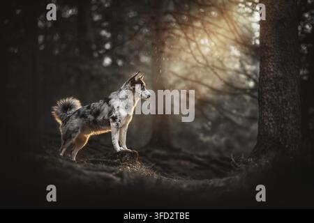 Maschio Ausky in piedi su una radice d'albero nella foresta Foto Stock